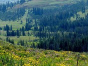 Yellowstone National Park
