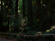 Muir Woods National Monument