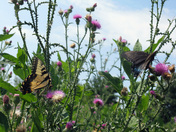 Shenandoah National Park