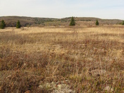 Dolly Sods Wilderness Area (Monongahela National Forest)