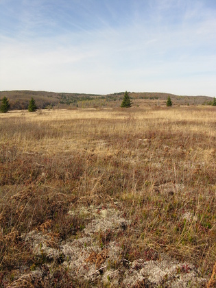 Dolly Sods Wilderness Area (Monongahela National Forest)