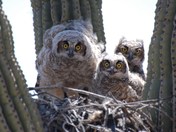 sonoran desert preserve