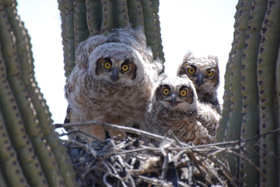 sonoran desert preserve