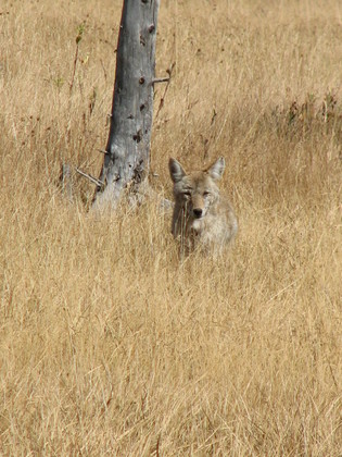 Yellowstone National Park