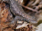 Hardin Ridge Hoosier National Park