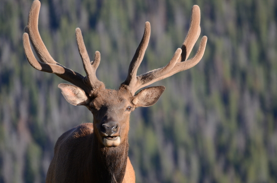 RMNP, Estes Park, Co