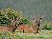 RMNP, Estes Park, Co