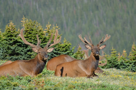 RMNP, Estes Park, Co
