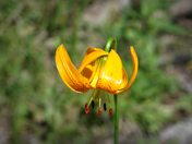 Kings Canyon National Park