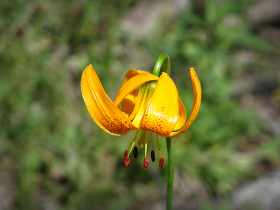 Kings Canyon National Park