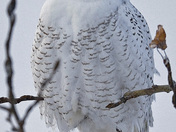 Snowy Owl
