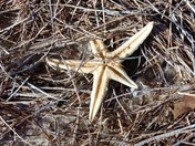 Gulf Islands National Seashore