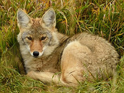 Coyote