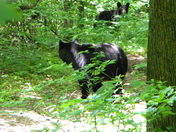 Shenandoah National Park