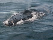 Channel Islands National Park