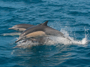 Channel Island National Park