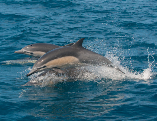 Channel Island National Park