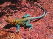 wichita mountains wildlife refuge