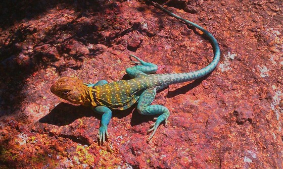 wichita mountains wildlife refuge