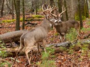 Great Smoky Mountains National Park
