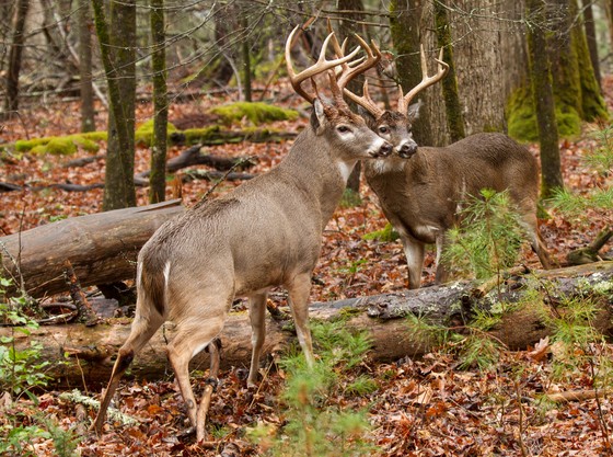 Great Smoky Mountains National Park