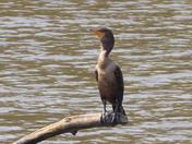 Salem, NJ Wildlife Reserve