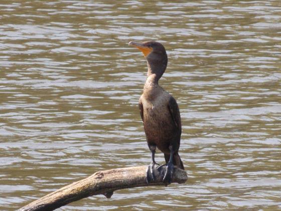 Salem, NJ Wildlife Reserve
