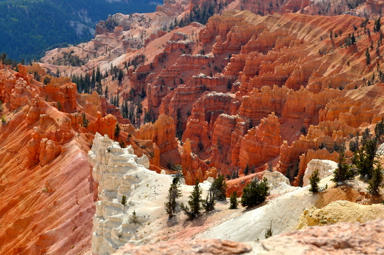 Cedar Pickes