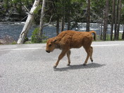 Yellowstone National Park