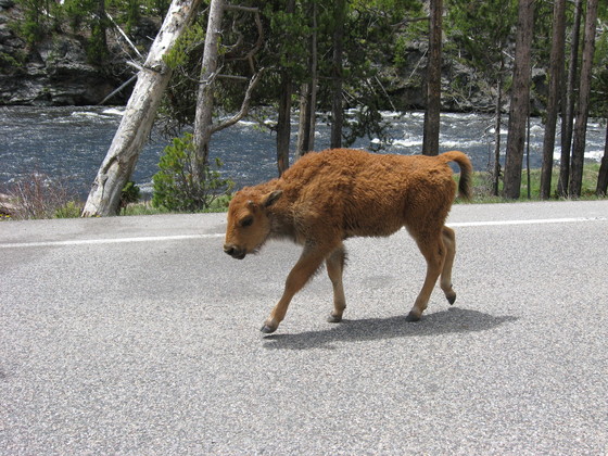 Yellowstone National Park