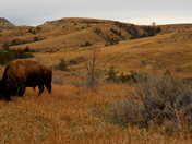 Theodore Roosevelt National Park