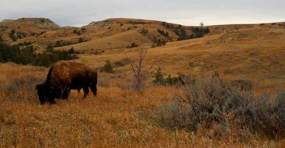 Theodore Roosevelt National Park
