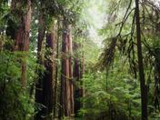 Redwoods National Park