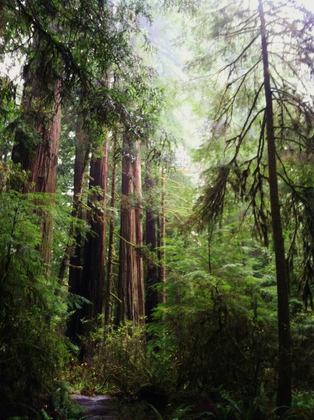 Redwoods National Park