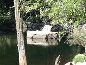 Yosemite National Forest