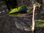 Everglades NationalPark