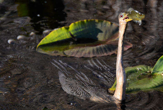 Everglades NationalPark