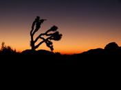 Joshua Tree National Park