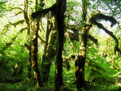 Olympic National Park