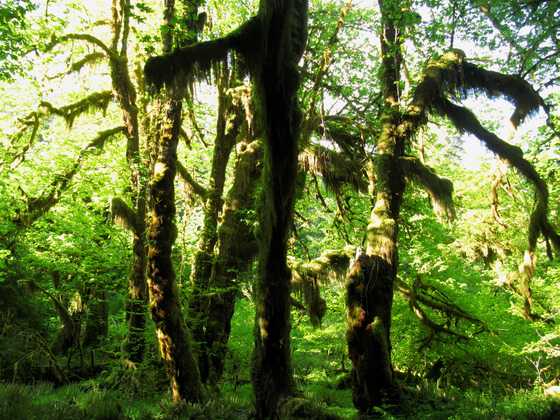 Olympic National Park