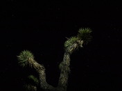 Joshua Tree National Park