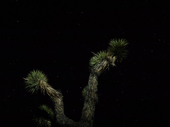 Joshua Tree National Park