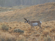 Yellowstone National Park