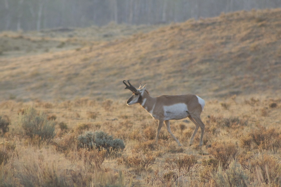 Yellowstone National Park