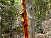 Pike National Forest