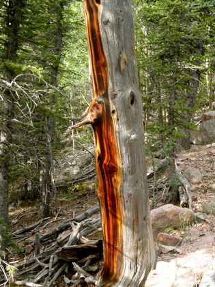 Pike National Forest
