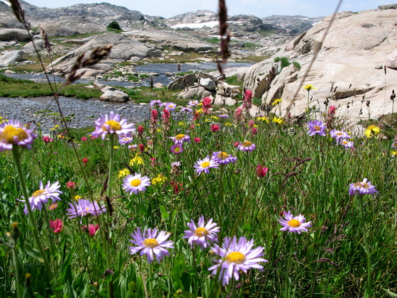 Shoshone National Forest