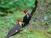 Great Smoky Mountains NP