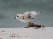 Fort Pickens, Florida