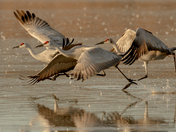 Bosque del Apache Wildlife Refuge